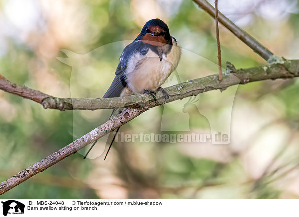 Rauchschwalbe sitzt auf Zweig / Barn swallow sitting on branch / MBS-24048