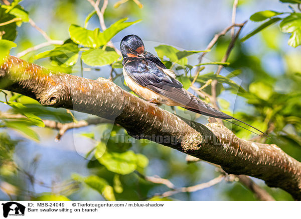 Rauchschwalbe sitzt auf Zweig / Barn swallow sitting on branch / MBS-24049