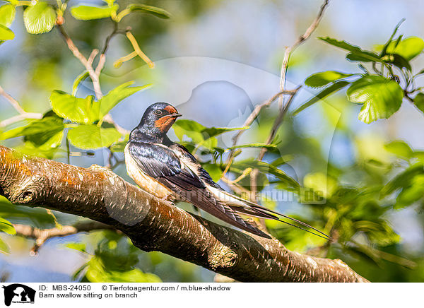 Rauchschwalbe sitzt auf Zweig / Barn swallow sitting on branch / MBS-24050