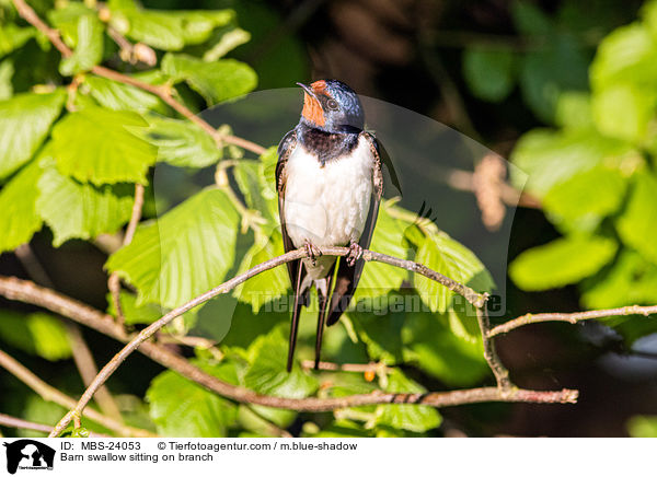 Barn swallow sitting on branch / MBS-24053