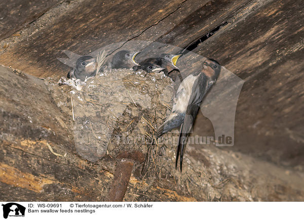 Rauchschwalbe fttert Nestlinge / Barn swallow feeds nestlings / WS-09691