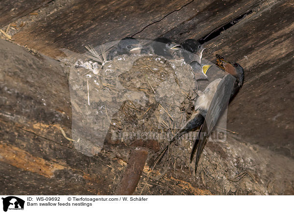 Rauchschwalbe fttert Nestlinge / Barn swallow feeds nestlings / WS-09692