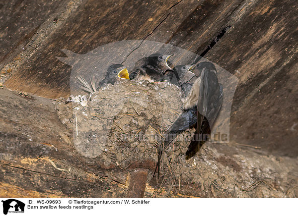Rauchschwalbe fttert Nestlinge / Barn swallow feeds nestlings / WS-09693