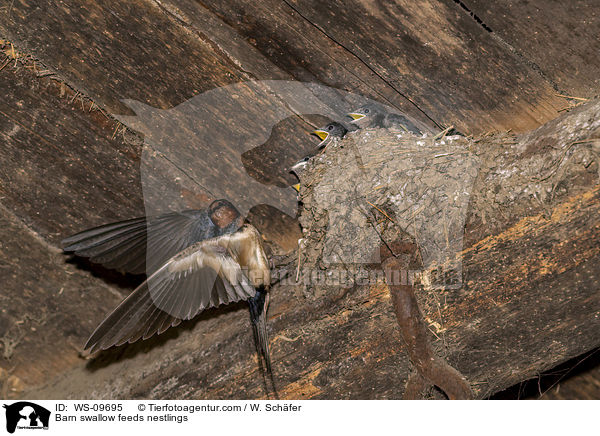 Rauchschwalbe fttert Nestlinge / Barn swallow feeds nestlings / WS-09695