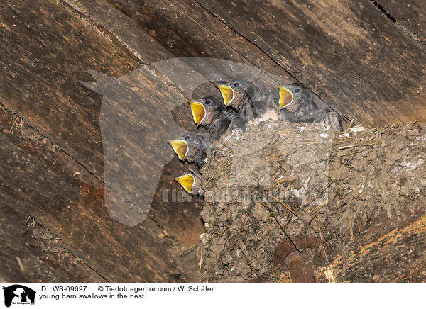 young barn swallows in the nest / WS-09697