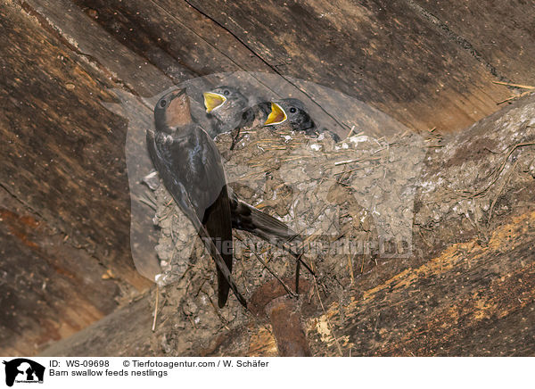 Rauchschwalbe fttert Nestlinge / Barn swallow feeds nestlings / WS-09698