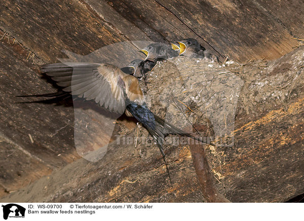Rauchschwalbe fttert Nestlinge / Barn swallow feeds nestlings / WS-09700