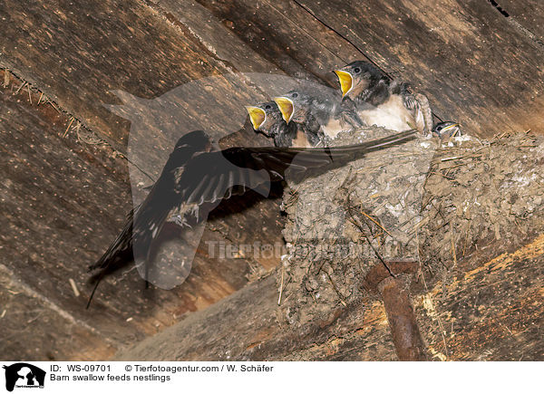 Barn swallow feeds nestlings / WS-09701