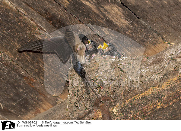 Rauchschwalbe fttert Nestlinge / Barn swallow feeds nestlings / WS-09702