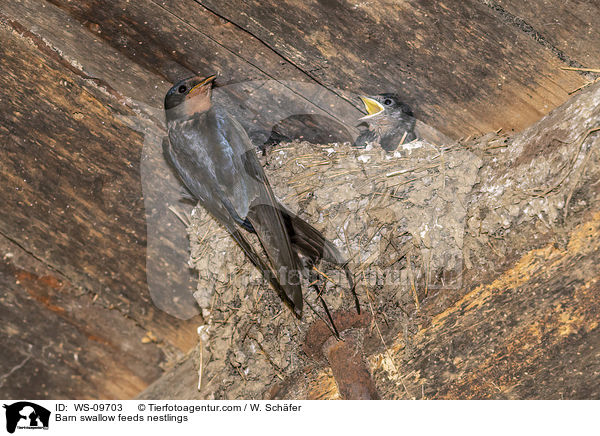 Rauchschwalbe fttert Nestlinge / Barn swallow feeds nestlings / WS-09703
