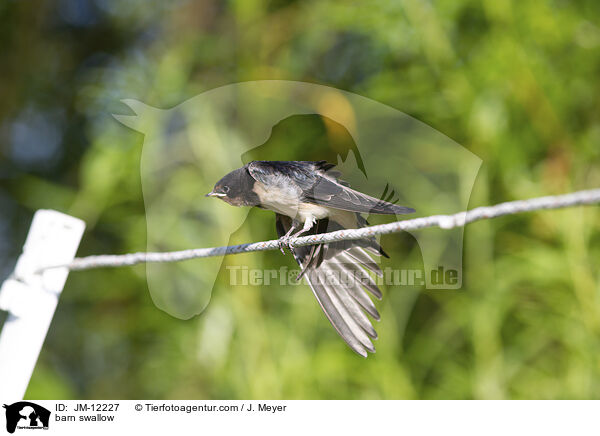 barn swallow / JM-12227