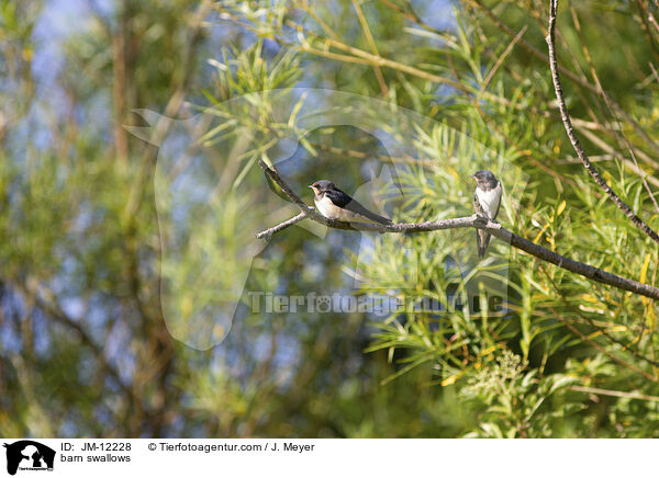 barn swallows / JM-12228
