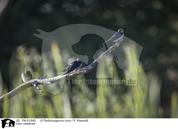 barn swallows / PK-01585
