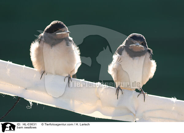 barn swallows / HL-03631