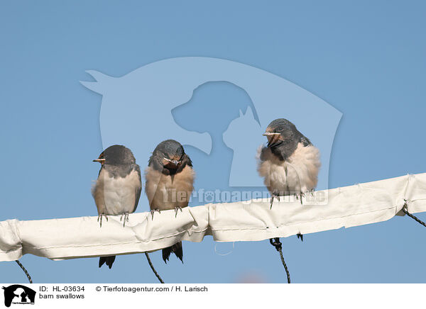 barn swallows / HL-03634