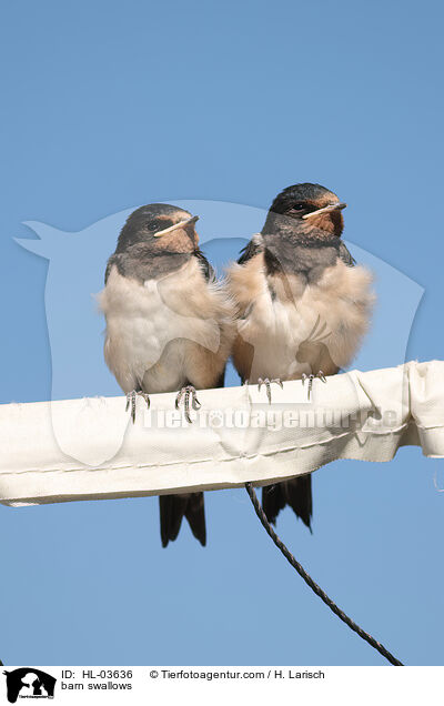 barn swallows / HL-03636