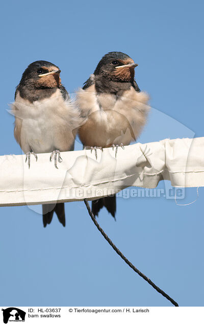 barn swallows / HL-03637