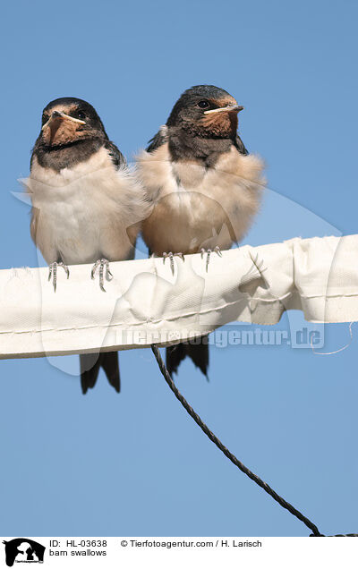 barn swallows / HL-03638