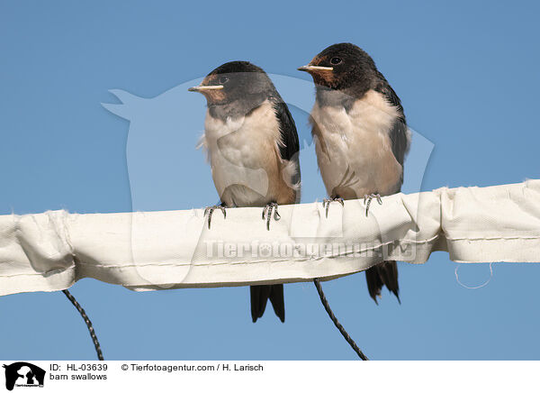 Rauchschwalben / barn swallows / HL-03639