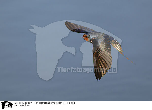Rauchschwalbe / barn swallow / THA-10407