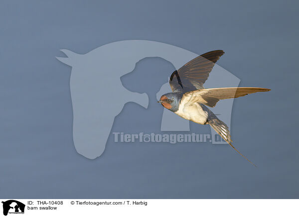 barn swallow / THA-10408