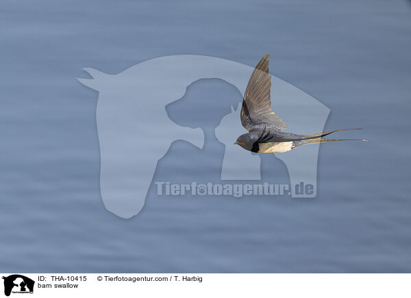 barn swallow / THA-10415