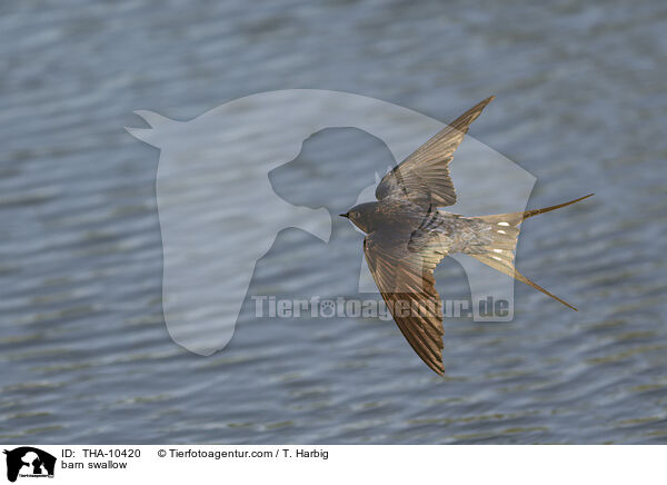 barn swallow / THA-10420