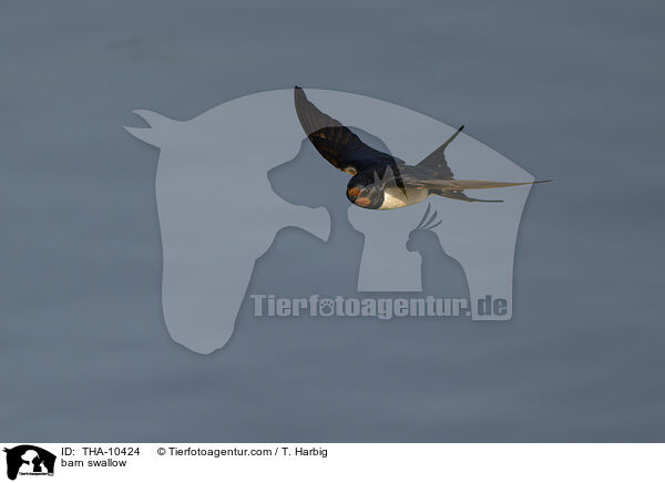 barn swallow / THA-10424
