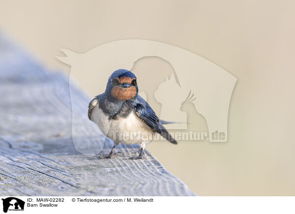 Rauchschwalbe / Barn Swallow / MAW-02282