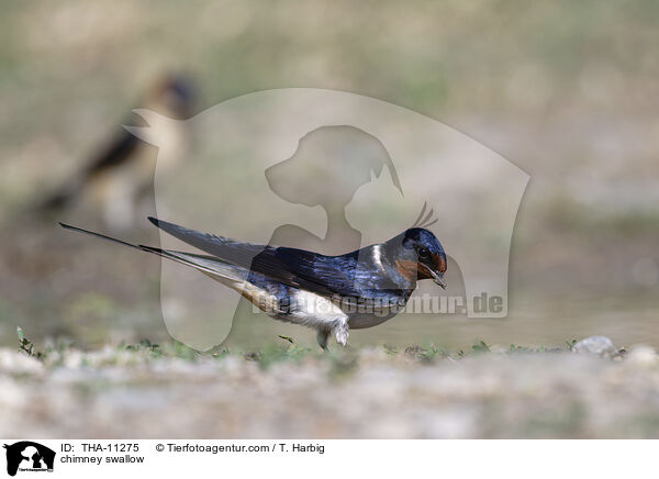 chimney swallow / THA-11275