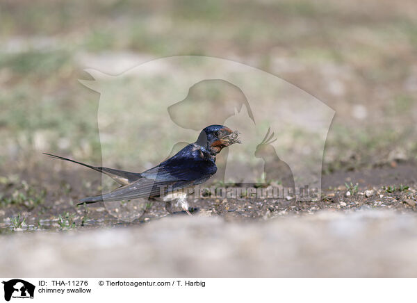 chimney swallow / THA-11276