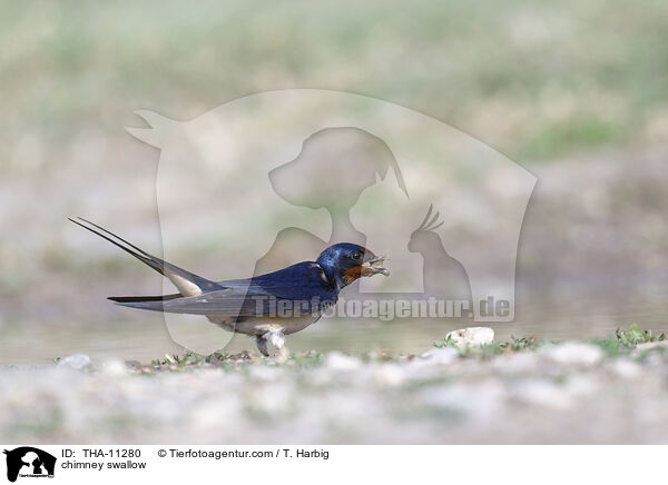 chimney swallow / THA-11280