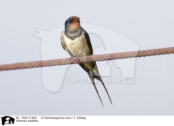 chimney swallow / THA-11400