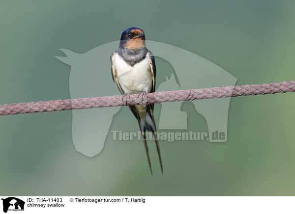 Rauchschwalbe / chimney swallow / THA-11403