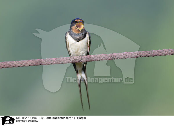 Rauchschwalbe / chimney swallow / THA-11406