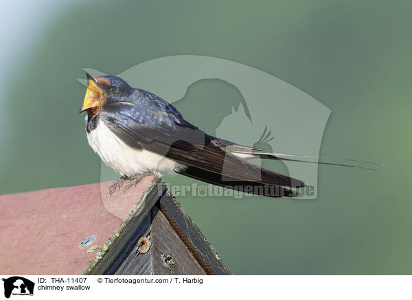 Rauchschwalbe / chimney swallow / THA-11407