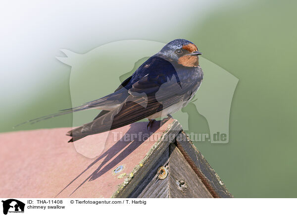 chimney swallow / THA-11408