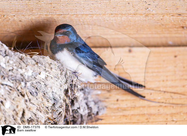 Rauchschwalbe / Barn swallow / DMS-17376