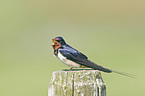 chimney swallow