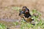 chimney swallow