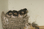 young barn swallows