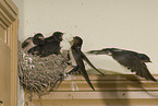 barn swallows