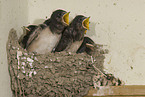 young barn swallows