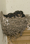 young barn swallows