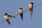 barn swallows