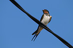 barn swallow