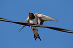 barn swallow