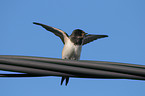 barn swallow