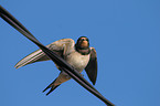 barn swallow