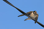 barn swallow